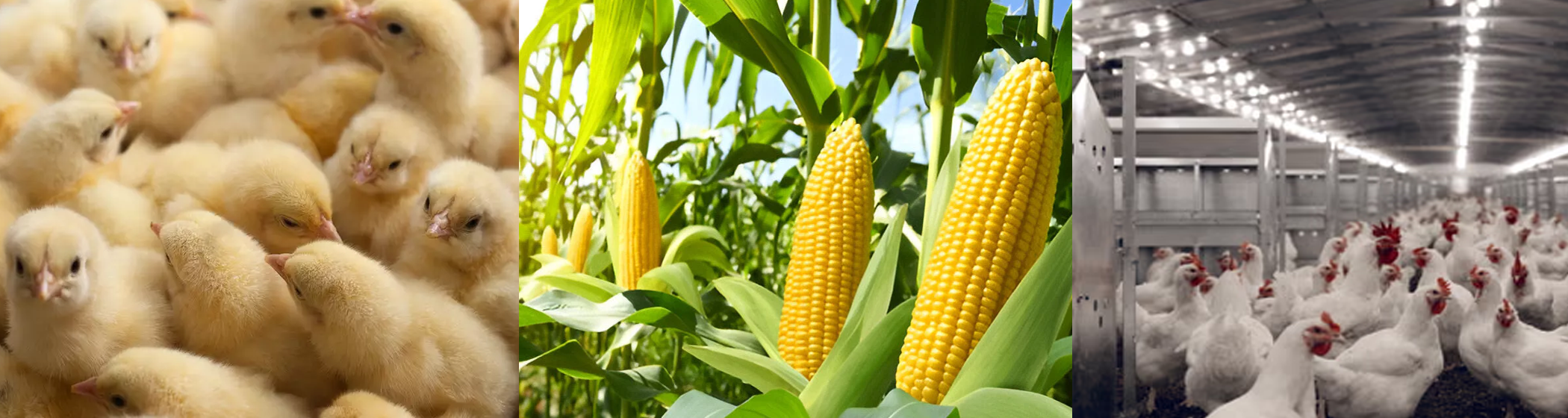 Arirang Farms — Growing Food. Growing Hope.